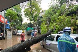 Xà cừ bật gốc đè đầu ô tô; dân Hà Nội xắn quần bì bõm lội nước