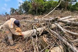 Vụ phá rừng ở huyện Đakrông: Mới chỉ xác định được 2 đối tượng đủ căn cứ khởi tố hình sự