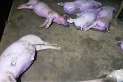 Sét đánh chết 12 con lợn ở Hà Tĩnh