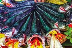 Món ngon từ cá lóc đồng U Minh Hạ