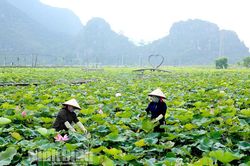 Đầm sen 'hút khách' ngày hè