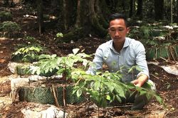Vì sao sâm Ngọc Linh ở Kon Tum chết hàng loạt?