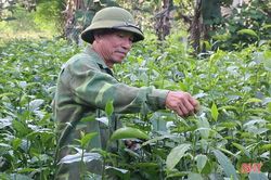 Người cựu binh Hà Tĩnh 'vượt khó' làm kinh tế, tích cực đóng góp cho phong trào