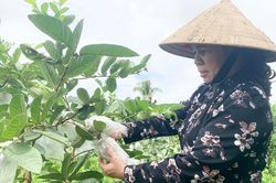 Nông dân Phú Thiện canh tác theo hướng hữu cơ