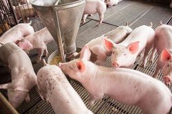 Giá lợn hơi tăng giảm trái chiều 2.000 đồng/kg ở miền Nam, nông dân khó lãi vì chi phí đầu vào cao