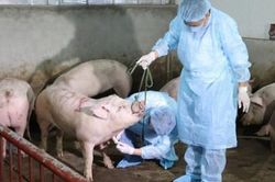 Việt Nam sản xuất thành công vaccine thương mại phòng bệnh dịch tả lợn châu Phi