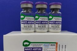 Việt Nam sản xuất thành công vaccine phòng bệnh tả lợn châu Phi