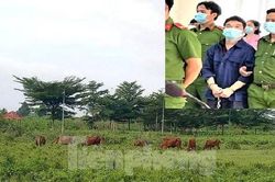 Vẽ dự án 'ma' lừa người dân rồi giả điên trước tòa, giám đốc công ty bị phạt 28 năm tù