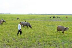 Khấm khá nhờ nuôi trâu ở vùng biên Long An