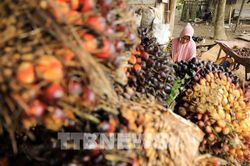 Indonesia cấp giấy phép xuất khẩu cho gần 180.000 tấn dầu cọ