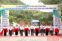 Dứa Queen Quỳnh Nhai về nhà máy chế biến