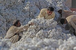 Thế giới Thế giới Giá bông tăng cao, đe dọa sự phục hồi của ngành sản xuất hàng may mặc châu Á