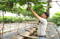 Vườn nho 10.000 m2 trĩu quả ở Hà Nội