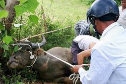 Xót xa thai phụ bị trâu 'điên' húc tử vong ở Hà Giang