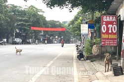 Hiểm họa từ vật nuôi thả rông trên đường