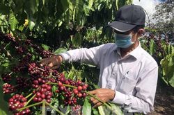 Gia tăng cơ hội xuất khẩu cà phê