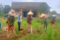Thử nghiệm mô hình trồng sả tại 2 xã miền núi Vĩnh Khê, Vĩnh Ô