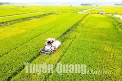 Sắc vàng mùa gặt