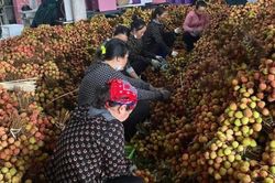 Lục Ngạn (Bắc Giang): Yêu cầu không cho mượn mã vùng trồng, cơ sở đóng gói vải thiều