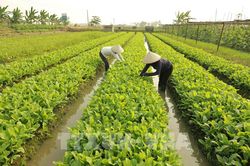 Vĩnh Phúc rau xanh khan hiếm, giá tăng cao sau mưa lũ