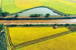 Bà Rịa – Vũng Tàu: Giảm diện tích đất nông nghiệp