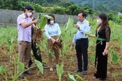 Thuận Châu, Sơn La phát triển nông nghiệp hữu cơ theo hướng bền vững