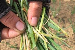 Quảng Ngãi: Sâu hại tấn công, vụ hành đối diện nguy cơ mất trắng