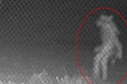 Mỹ: Camera ghi được hình ảnh sinh vật bí ẩn lúc 1h sáng, dân mạng phản ứng ra sao?