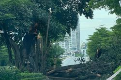Hà Nội: Cây đa cổ thụ gãy cành chắn ngang đường, giao thông ùn tắc