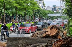 Hà Nội: Ùn tắc kéo dài hàng km vì cây cổ thụ gãy đổ