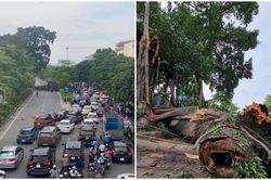 Cây đa cổ thụ trăm tuổi trên đường Võ Chí Công bất ngờ gãy nhánh lớn, chắn ngang đường
