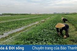 Hiệu quả từ việc chuyển đổi cơ cấu cây trồng ở Hoằng Đại