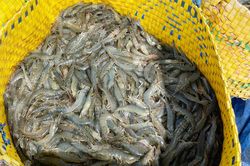 Nhà máy ở miền Tây thiếu tôm nguyên liệu