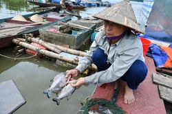 Dân lo gánh nợ hàng trăm triệu khi thủy điện Hòa Bình xả lũ