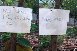 Ghi giấy chống hái trộm mít, chủ nhân nhận về cái kết 'chết cười'