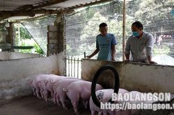 Tự chủ con giống: Hiệu quả kép trong chăn nuôi lợnTin khácGiá thức ăn chăn nuôi tăng cao: Người chăn nuôi gặp khóNhớ lời Bác dạy 'thi đua là yêu nước, yêu nước thì phải thi đua'