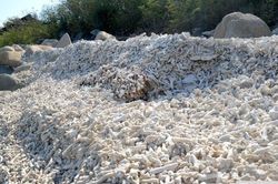 San hô chết trắng trên bờ ở đảo Hòn Mun