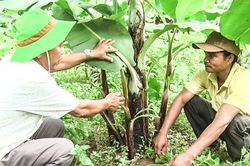 Chuối tiêu hồng bén đất A Ngo