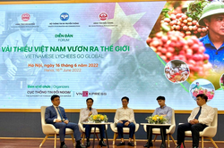 Đưa vải thiều Việt Nam vươn ra thế giới