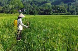 Cần 'hàng rào' kỹ thuật trong sử dụng thuốc bảo vệ thực vật