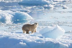 Phát hiện quần thể gấu Bắc Cực mới ở Greenland