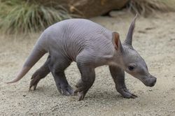 Con lợn đất đầu tiên ra đời tại sở thú Mỹ sau 40 năm