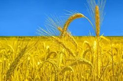 Khủng hoảng lương thực: EU vạch ranh giới, Nga đổ tại chính sách của phương Tây