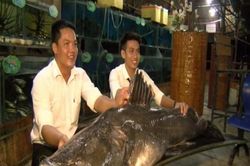 Kinh ngạc những lần 'thủy quái' khổng lồ thình lình xuất hiện ở Việt Nam