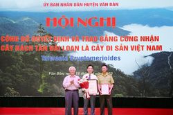 Trao Bằng công nhận cây Bách tán Đài Loan (Văn Bàn) là cây Di sản Việt Nam