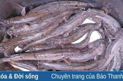 Cá nhậu kho cúc tần