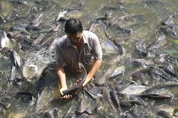 Tâm huyết bảo vệ đàn cá tự nhiên của vợ chồng cô chú đưa đò