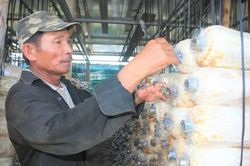 Nông nghiệp đô thị: Tận dụng không gian đô thị giúp nông dân làm giàu