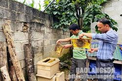 Bắc Việt: Triển vọng kinh tế từ nuôi ong mậtTin khácBáo chí Lạng Sơn tiếp tục đổi mới, đồng hành cùng sự phát triển của tỉnhPhát huy tiềm năng về năng lượng tái tạo