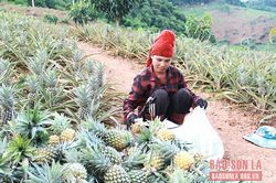 Toàn tỉnh tiêu thụ trên 120 tấn dứa Queen
